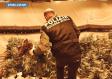 Niscemi, la Polizia di Stato sequestra 140 kg. di marijuana: 1100 piante coltivate in una serra indor all’interno di uno stabile del centro storico