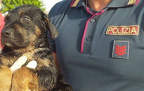 Cucciolo aggredito a morsi da un uomo e salvato dalla Polizia di Stato
