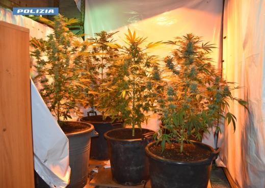 Scoperte due serre per la coltivazione della marijuana: la Polizia di Stato arresta il presunto responsabile
