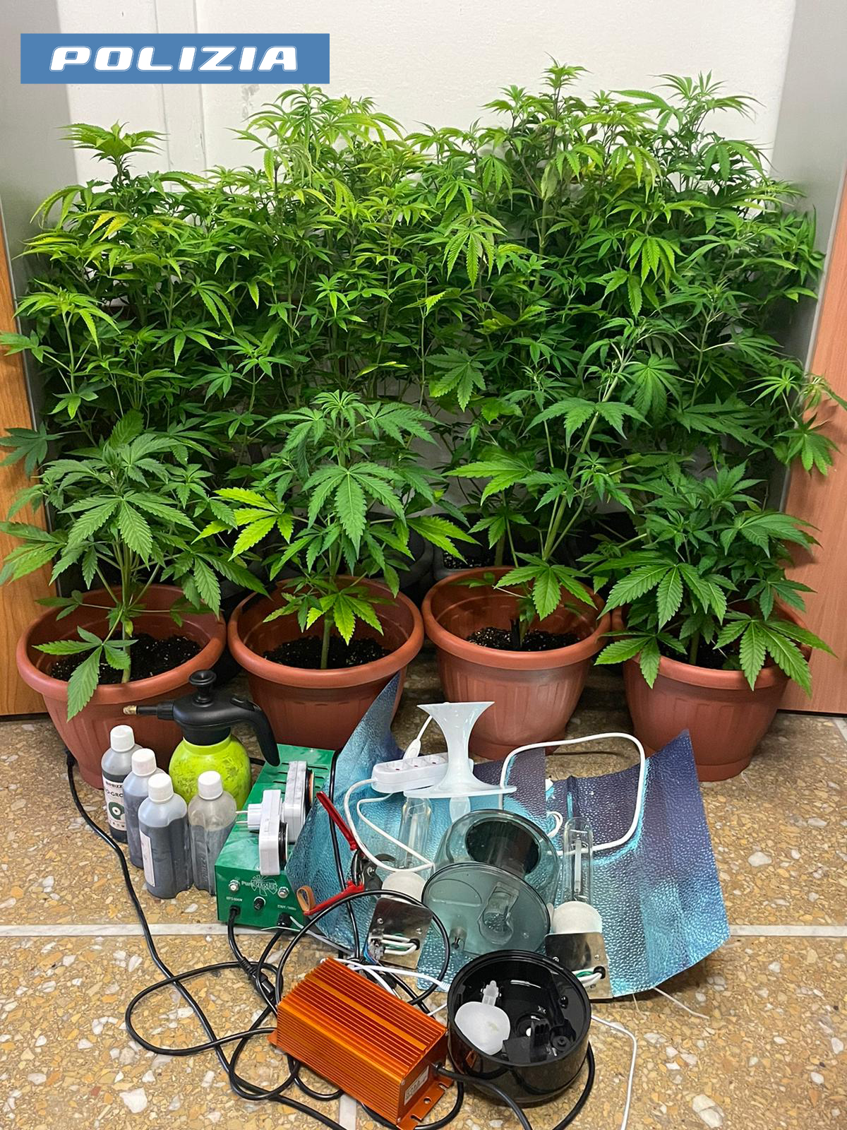 Foto sequestro marijuana con nuovo logo Polizia Pisa