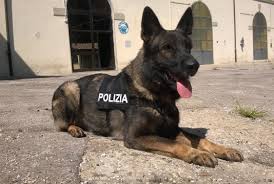 cane poliziotto