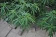 immagine della pianta di marijuana