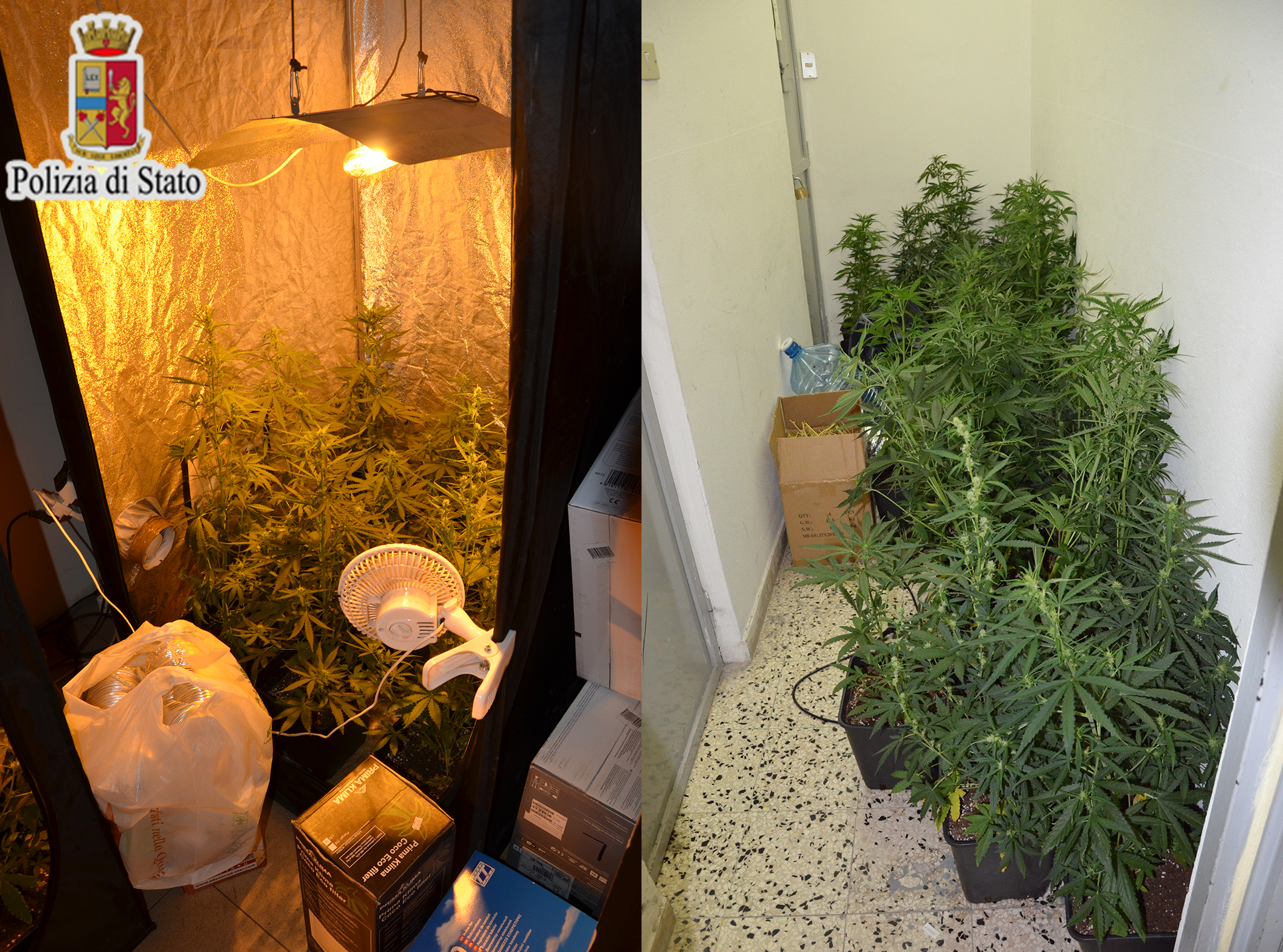 La serra e la marijuana trovata in casa