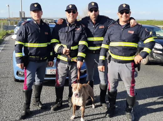 Pit Bull vaga sulla superstrada in cerca di cibo: soccorso dalle pattuglie del Distaccamento della Polizia Stradale di Tarquinia