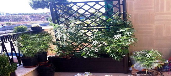 Trenta piante di marijuana sul terrazzo di casa