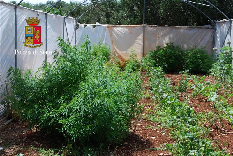 sequestro piantagione cannabis