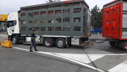 I controlli della Polizia di Stato in materia di trasporto di “animali vivi”