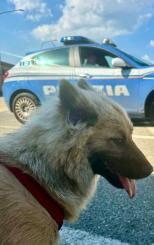 Torino: La Polizia di Stato trae in salvo un cane