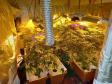 La Polizia di Stato arresta incensurato per coltivazione di cannabis