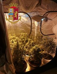 In casa una serra di Marijuana
