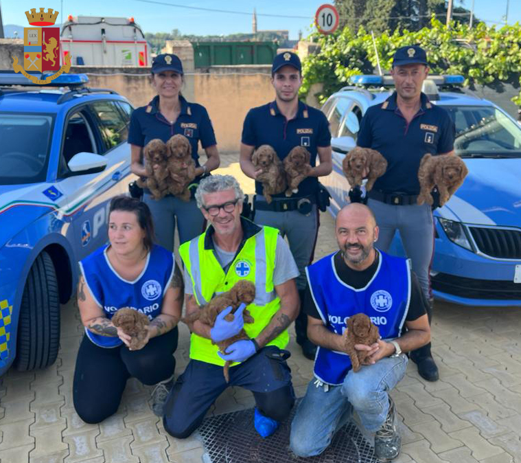 Salvati dalla Polizia di Stato 10 cuccioli di barboncino destinati