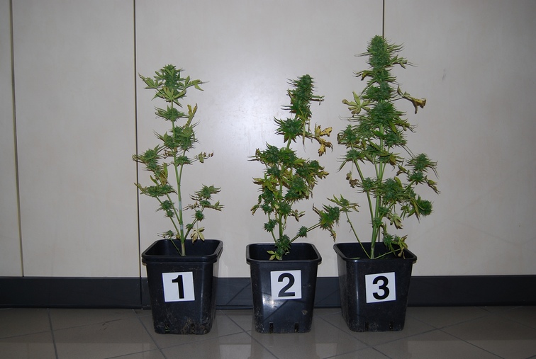 macerata piante di Marijuana