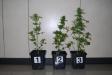 macerata piante di Marijuana