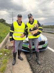 La Polizia di Stato mette in salvo un cucciolo che vagava in Autostrada