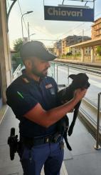 Cane smarrito ritrovato dalla Polizia nella stazione di Chiavari