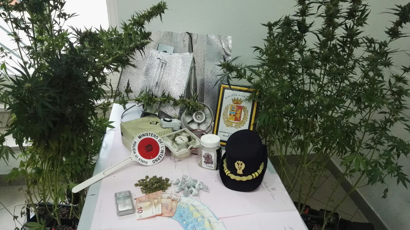 Una serra casalinga di marijuana sequestrata nel quartiere Montesanto: sequestrati 13 arbusti