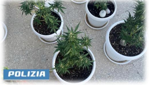 Trani (BAT): coltivava marijuana in casa, arrestato dalla Polizia di Stato.