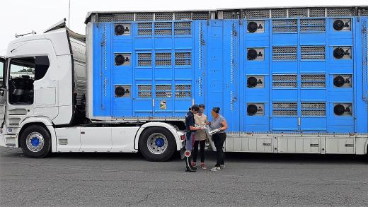 Prosegue incessante l’attività della Polizia di Stato volta a garantire il rispetto delle norme che tutelano il trasporto di animali vivi