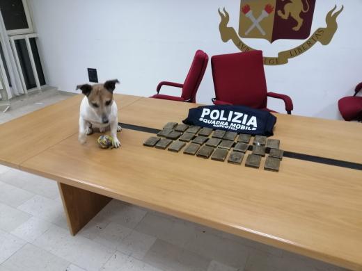 Il “Pocho” -  un cane poliziotto Jack Russel Terrier  - colpisce ancora