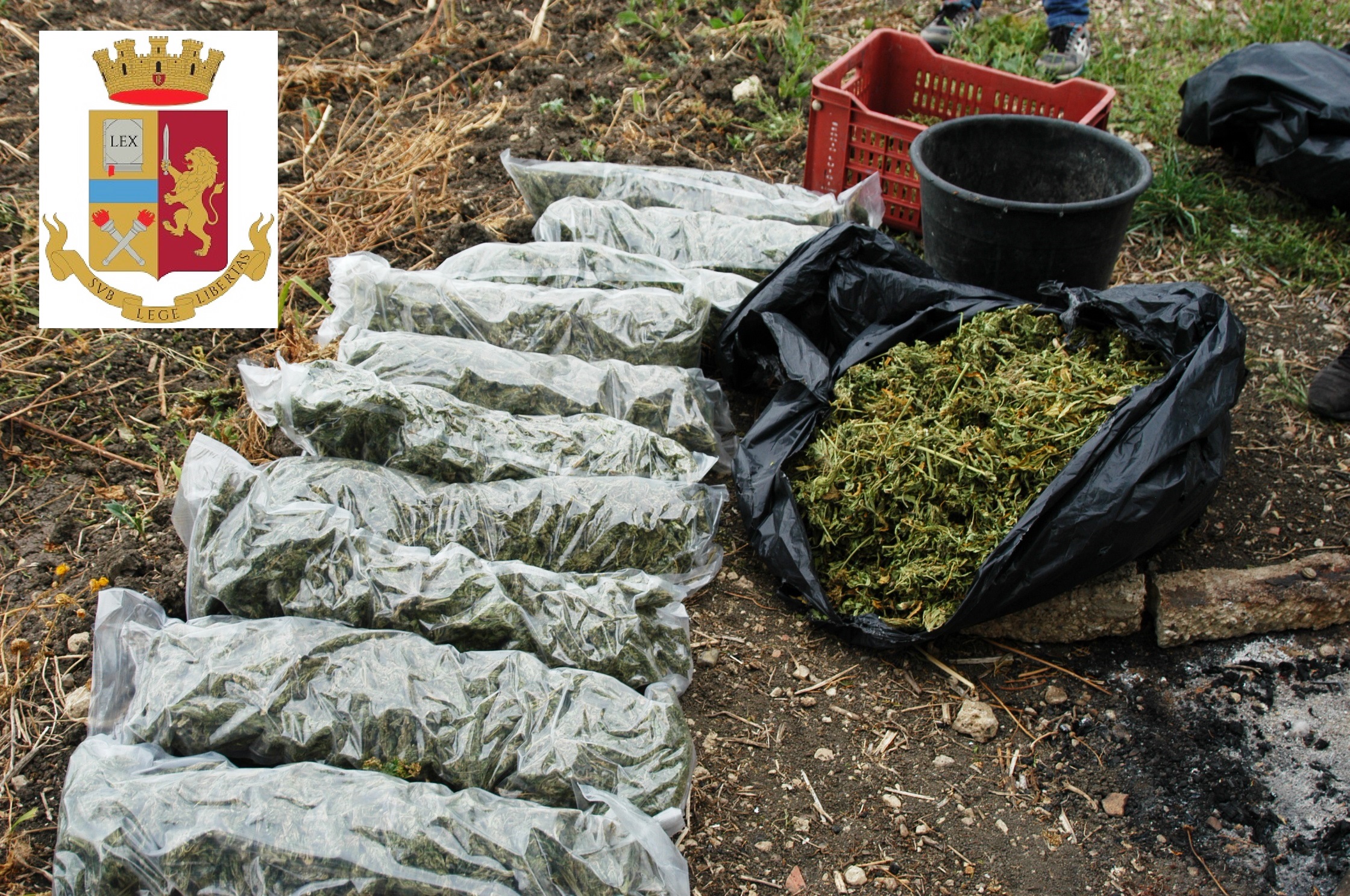 15 chili di marijuana sequestrata a Butera