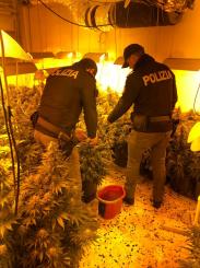 La Polizia di Stato scova una piantagione indoor di marijuana