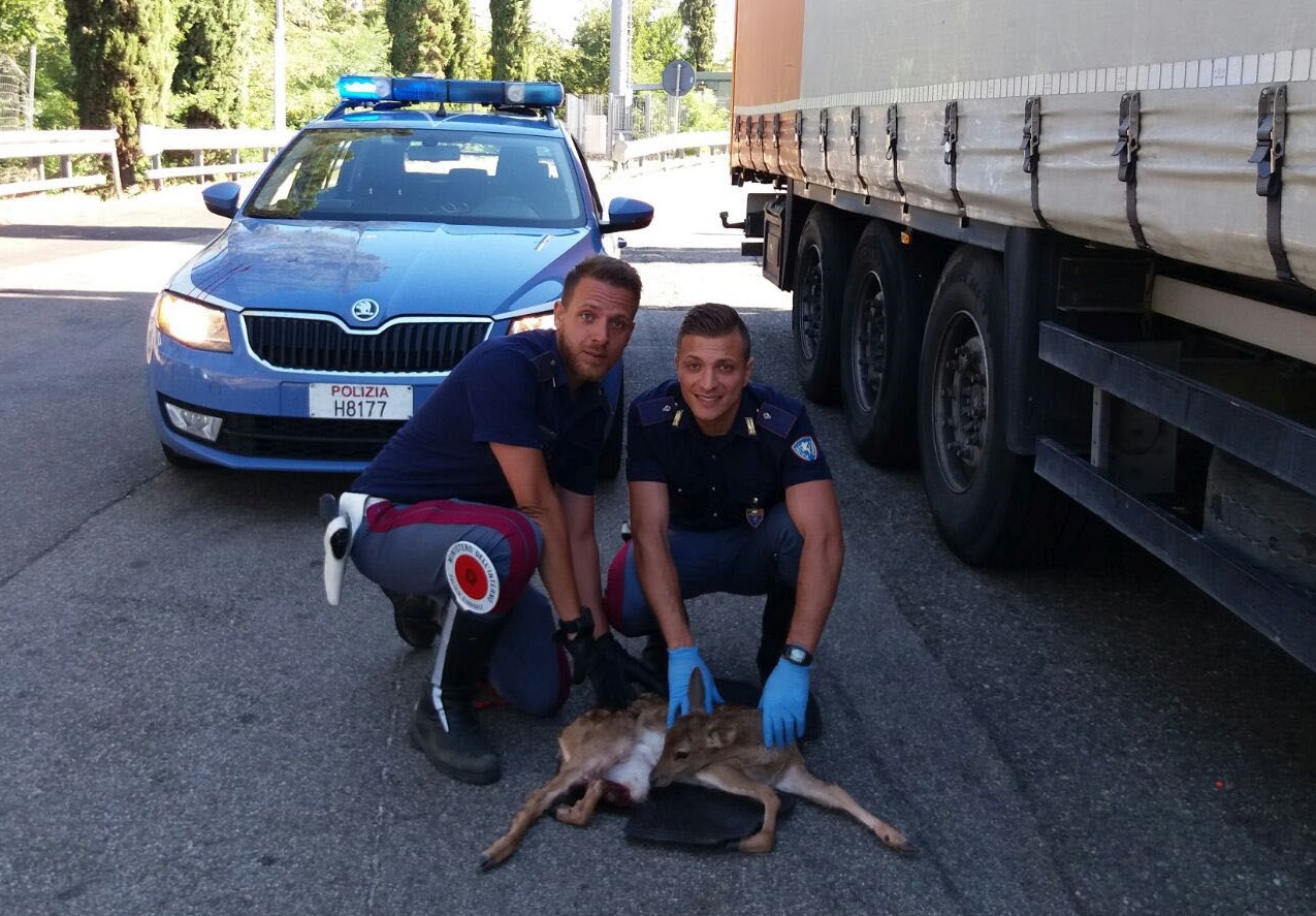 Il cucciolo di capriolo investito sulla A/1 salvato dagli agenti della Polizia Stradale di Firenze