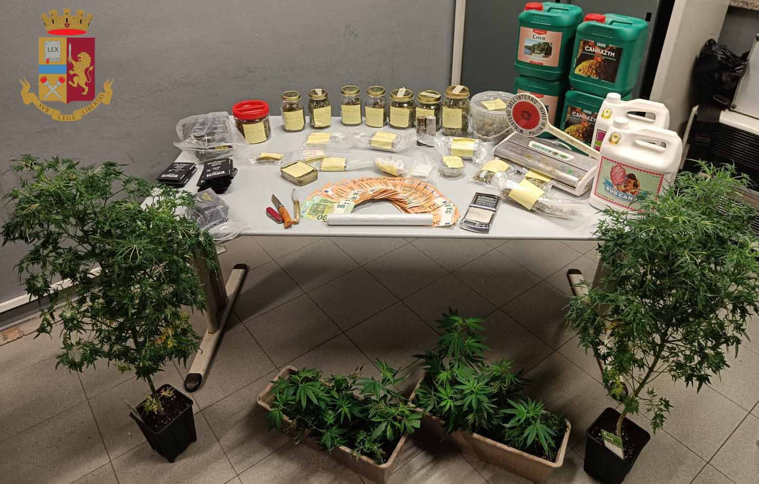 Milano, una serra di marijuana in casa: arrestato dalla Polizia di Stato