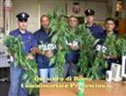 Le piante sequestrate dalla Polizia