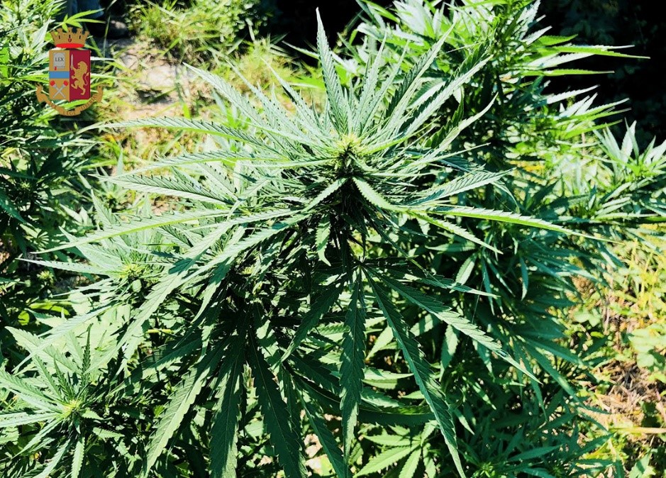 Rinvenuta coltivazione di marijuana