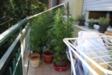 piante sul balcone