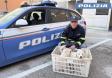 Ravenna: trasportava 3 cuccioli di cane in condizioni non consone. La Polizia Stradale denuncia conducente e proprietario.