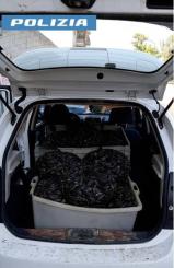 la Polizia di Stato sequestra circa 400 kg di cozze nere