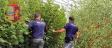Polizia sequestra piante di marijuana a Salerno