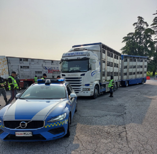 La Polizia di Stato di Udine sanziona per oltre 6.500 euro un camionista straniero per le pessime condizioni di viaggio degli agnellini che traportava per Pasqua