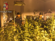 Torino: piantagione di marijuana in casa