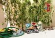 22 piante di cannabis piantumate in vasi, per un peso complessivo di oltre 5 Kg, oltre a tutta una serie di strumenti e prodotti per la coltivazione stessa.