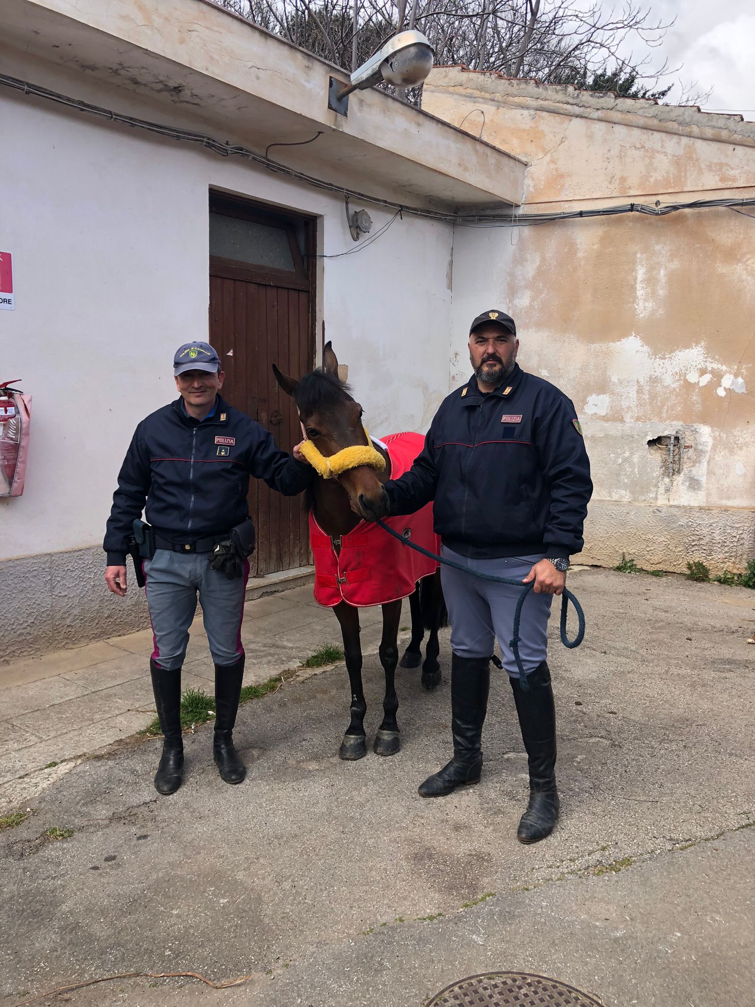 Il cavallo sequestrato dalla Polizia di Stato