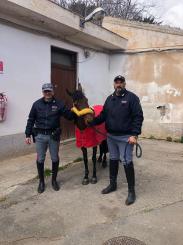 La Polizia di Stato blocca una corsa clandestina di cavalli