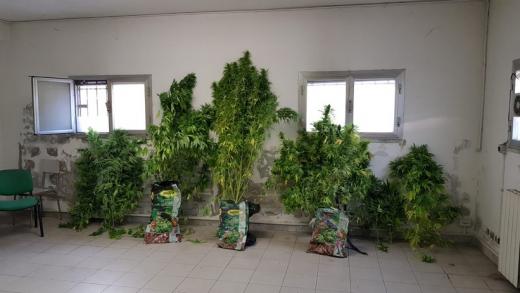 Massa: La Polizia di Stato arresta un coltivatore di marijuana