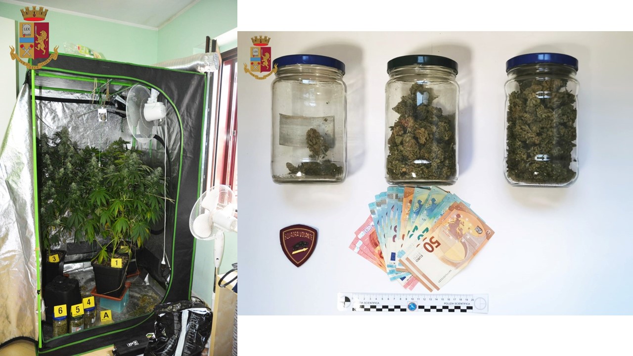 Intervenuti per una lite, gli agenti trovano una serra di marijuana in casa