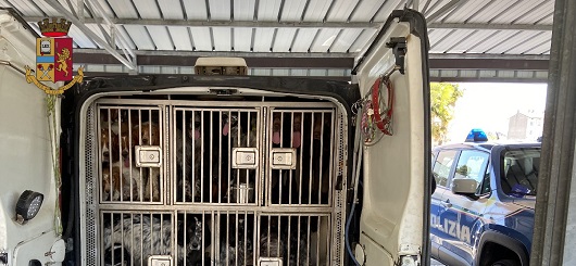 Gorizia - sequestro 36 cani di varie razze