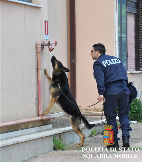 cane polizia stupefacenti