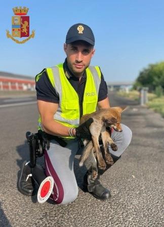 Agenti della Polizia di Stato salvano un cucciolo di volpe