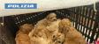 Gorizia - Sequestro di 77 cuccioli di cane