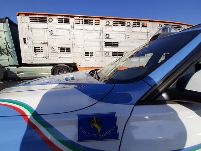 La Polizia Stradale di Palmanova - Udine - blocca un TIR carico di bovini in viaggio dalla Slovenia fino in Lombardia in pessime condizioni di trasporto