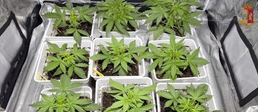 Cava de'Tirreni - La Polizia di Stato scopre due fratelli che coltivano piante di cannabis