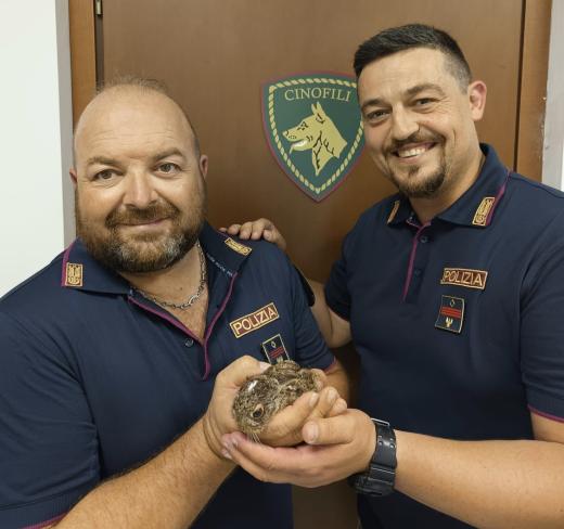 Poliziotti salvano un cucciolo di lepre