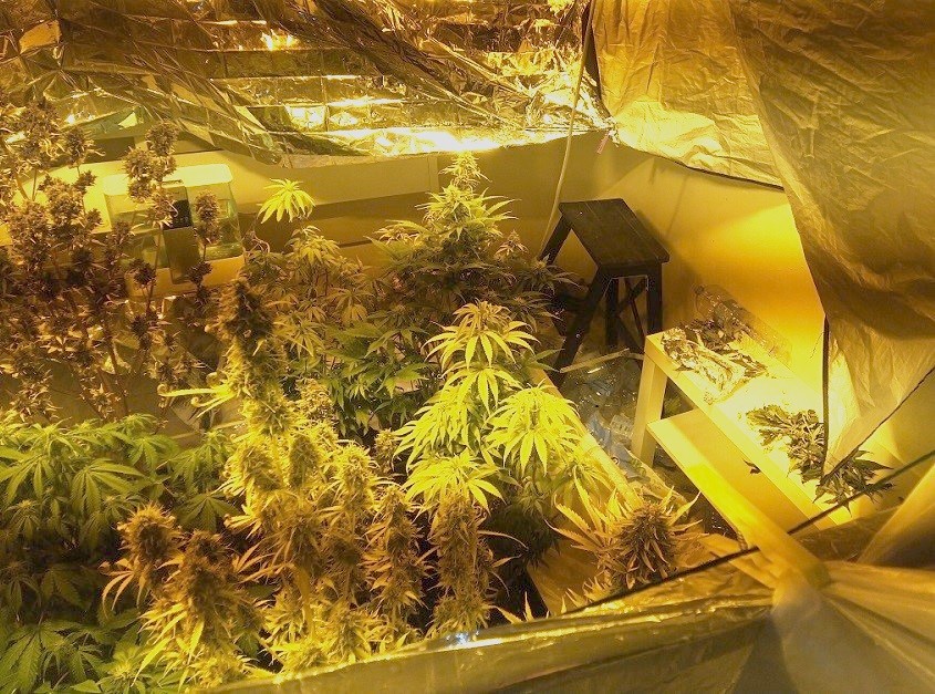 Polizia arresta coltivatore di marijuana