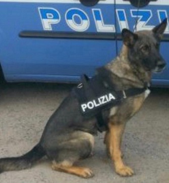 Cane Poliziotto