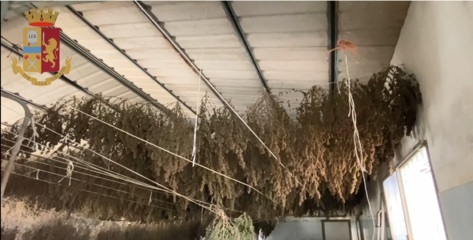 Squadra Mobile: blitz a Villacidro, trovati 2500 kg di marijuana e 500 piante in essicazione